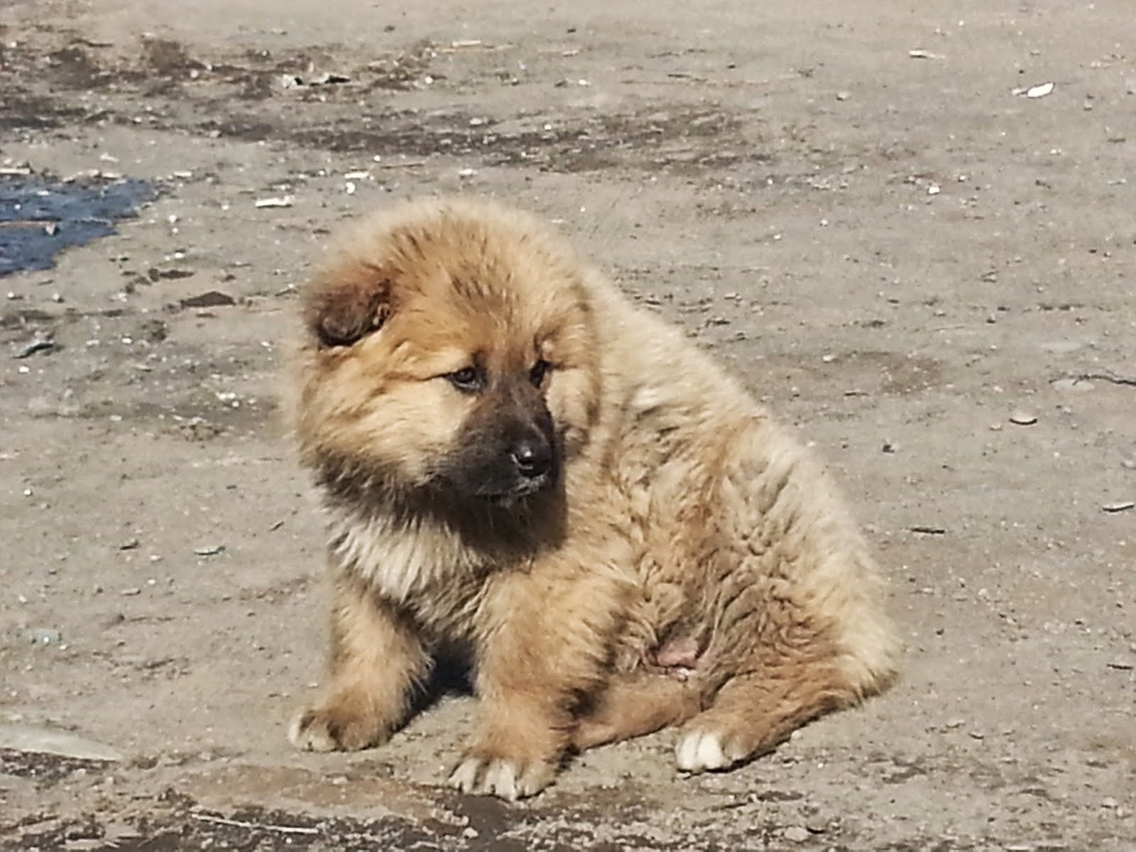Mongolei mal anders Mongolischer Hund Das Statistik Mysterium
