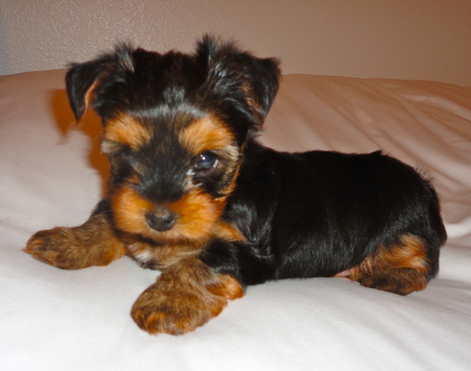 Courtney's AKC Yorkies Yorkie Puppies 6 Weeks Old