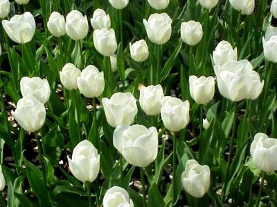 Na delicadeza das flores brancas...um encanto cheio de Paz