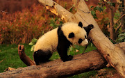 Dieren wallpaper met een pandabeer in een boom . HD pandaberen achtergrond . dieren wallpaper pandabeer in een boom hd pandaberen achtergrond foto