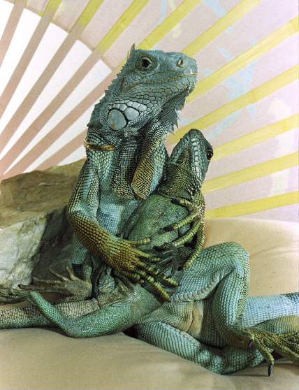 Iguana Lizards Pose Like People