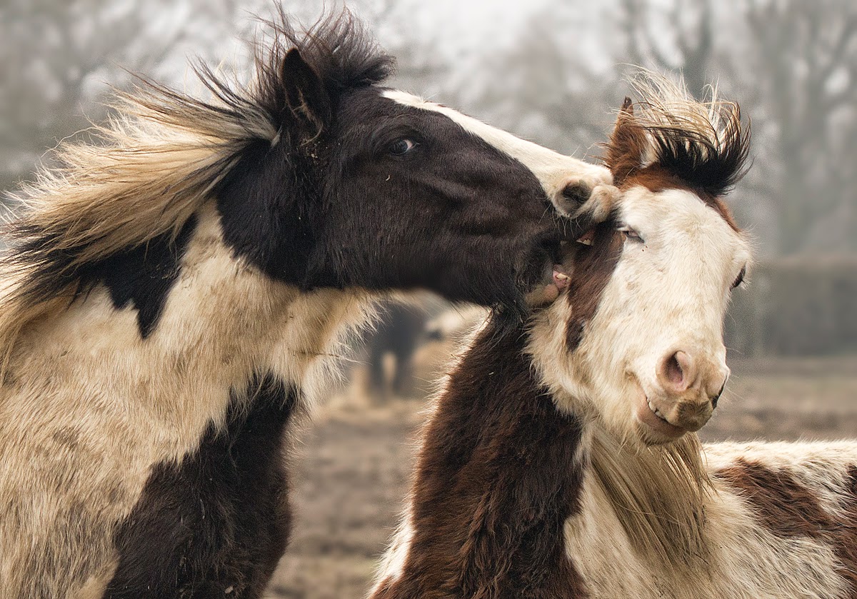 The Shadoxhurst Garden Crazy Horses