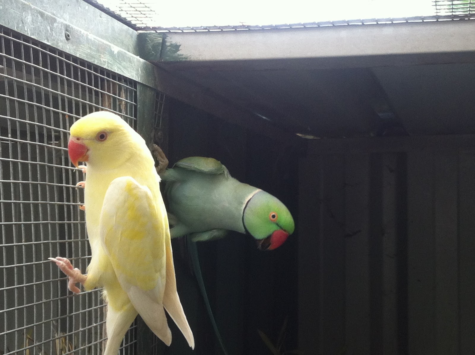 Indian Ringneck Parrot