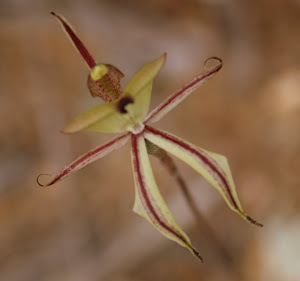 The very strange Ant orchid, Canna Western Australia