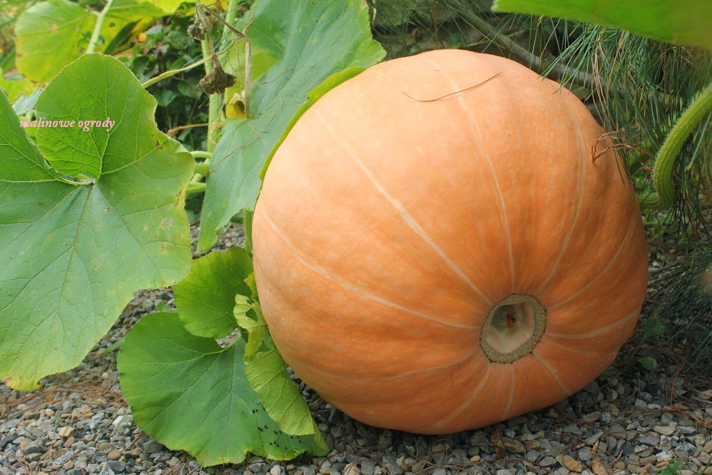 Malinowe Ogrody Wino Z Dyni W Dyni