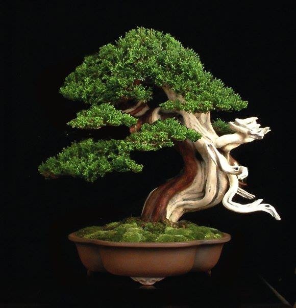 Cool Bonsai