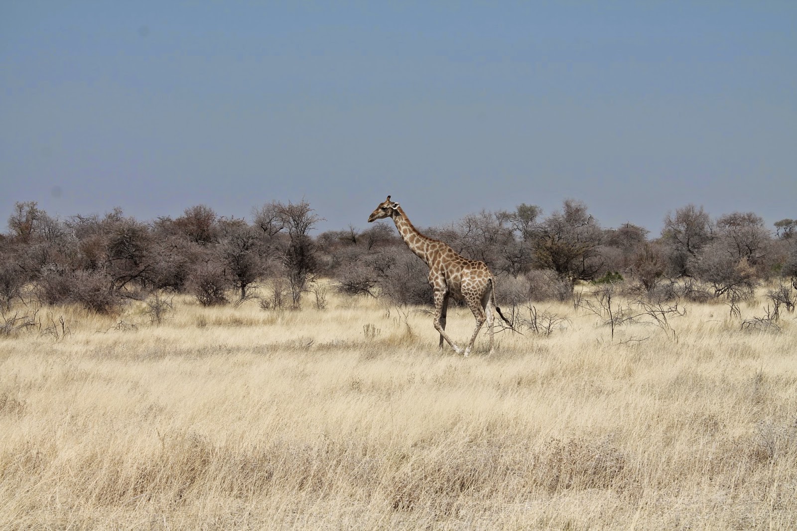 Wanderlust: Éliane, Chloé, Carlos: Different types of ...