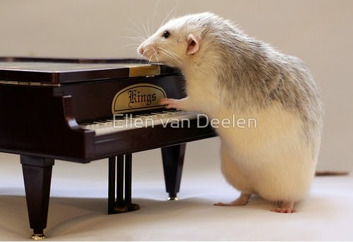 02-The-Piano-Player-Musical-Dumbo-Rat-Ellen-Van-Deelen-www-designstack-co