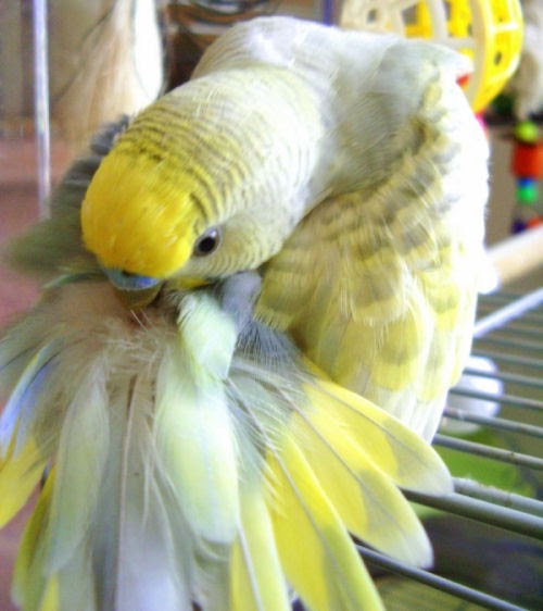 Budgies are Awesome Do budgies smell bad?