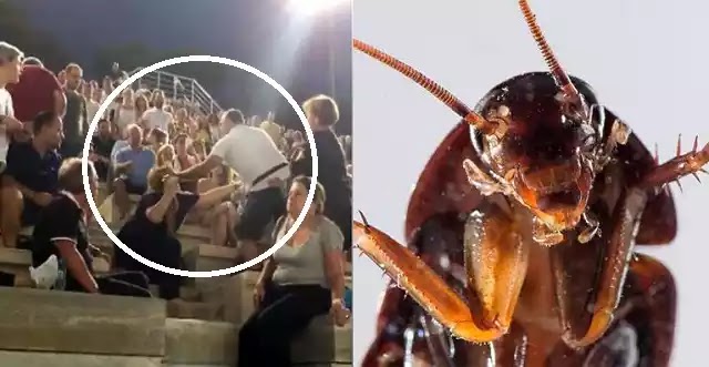 Πιο σιχαμεροί και από μας αυτοί που χτυπάνε γυναίκες, επιβεβαιώνουν οι κατσαρίδες της χώρας Πιο σιχαμεροί και από μας αυτοί που χτυπάνε γυναίκες, επιβεβαιώνουν οι κατσαρίδες της χώρας