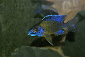 Aulonocara Blue Neon Hai Reef