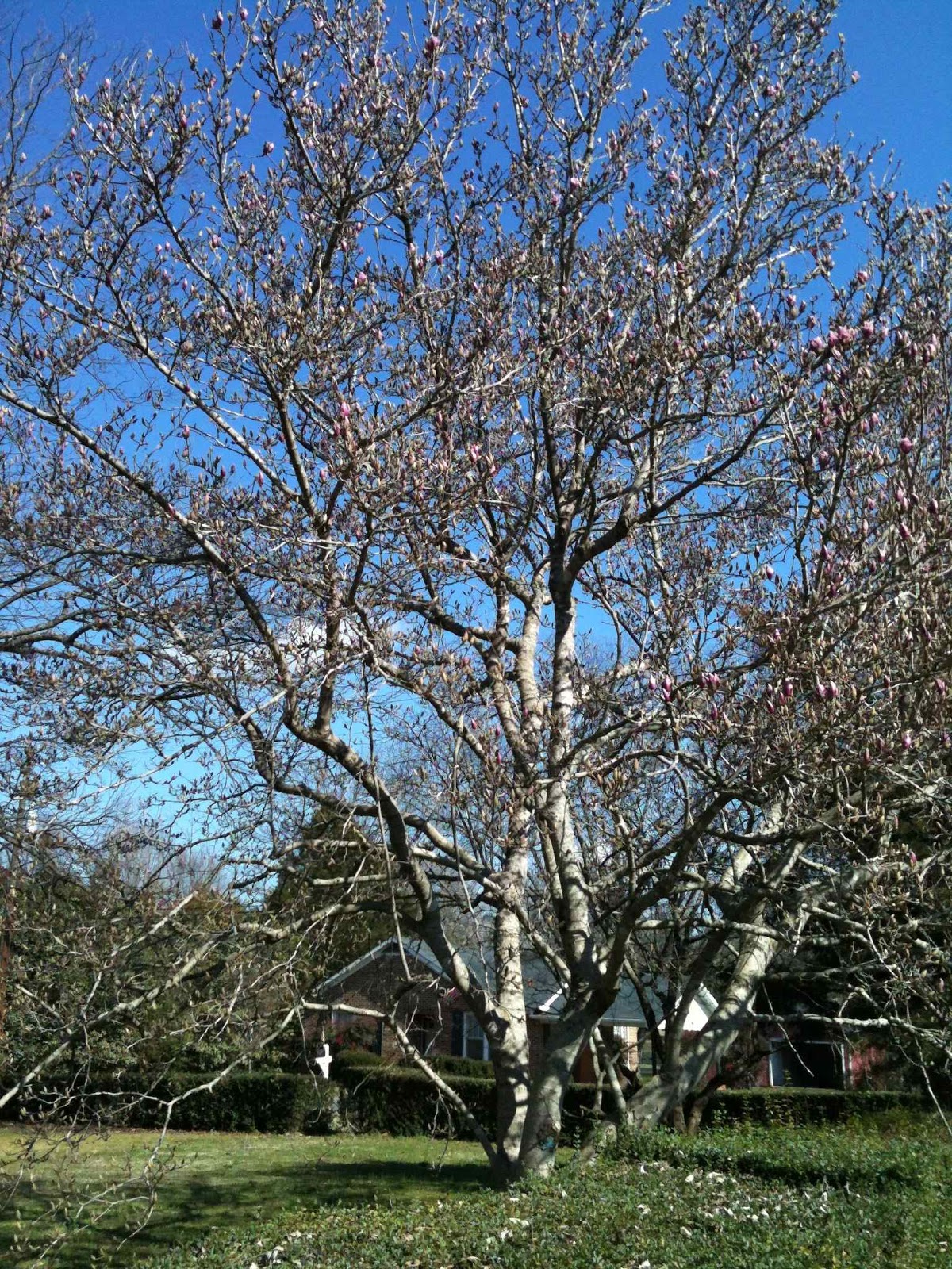 Botanic Bleu Printemps in Alabama