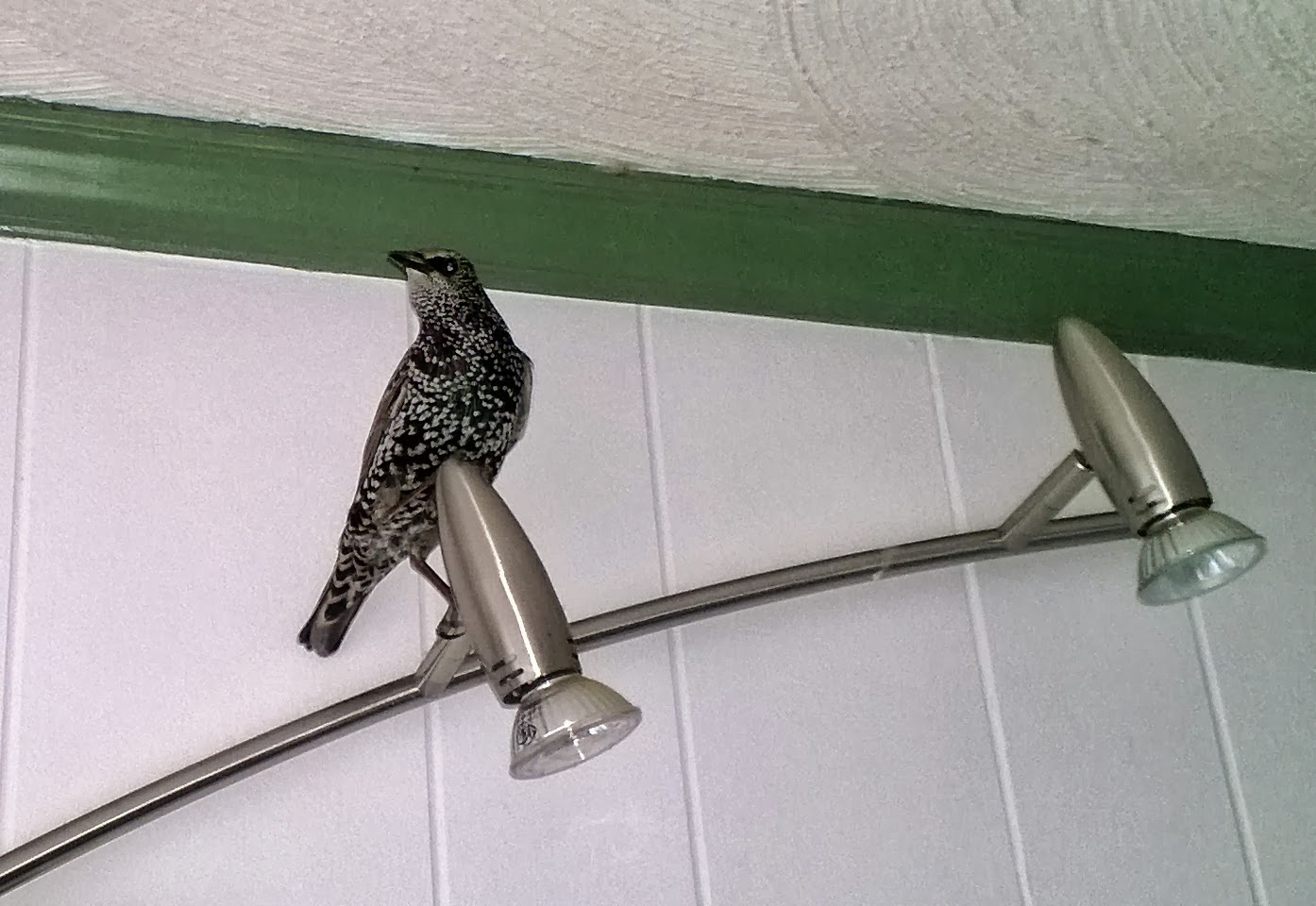 Pushing a Snake Up a Hill A Bird in the Kitchen...