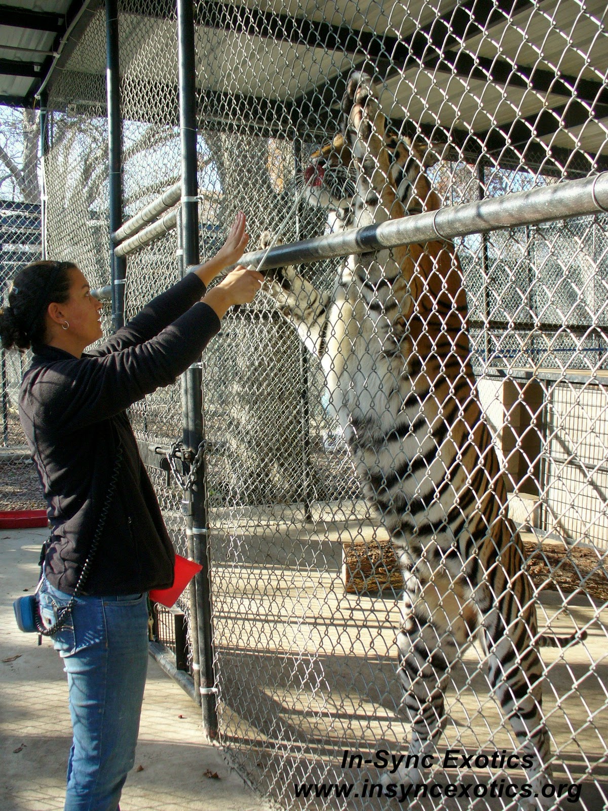 InSync Exotics' Cat Tales Working With Big Cats An Intern's Dream