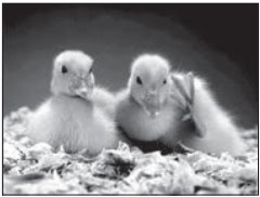 Hewan Vivipar Ovipar Dan Ovovivipar Perkembangbiakan Seksual