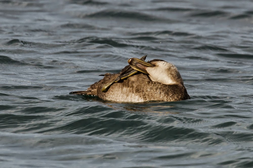 Negrón común, Melanitta nigra, Common Scoter Negrón común, Melanitta nigra, Common Scoter
