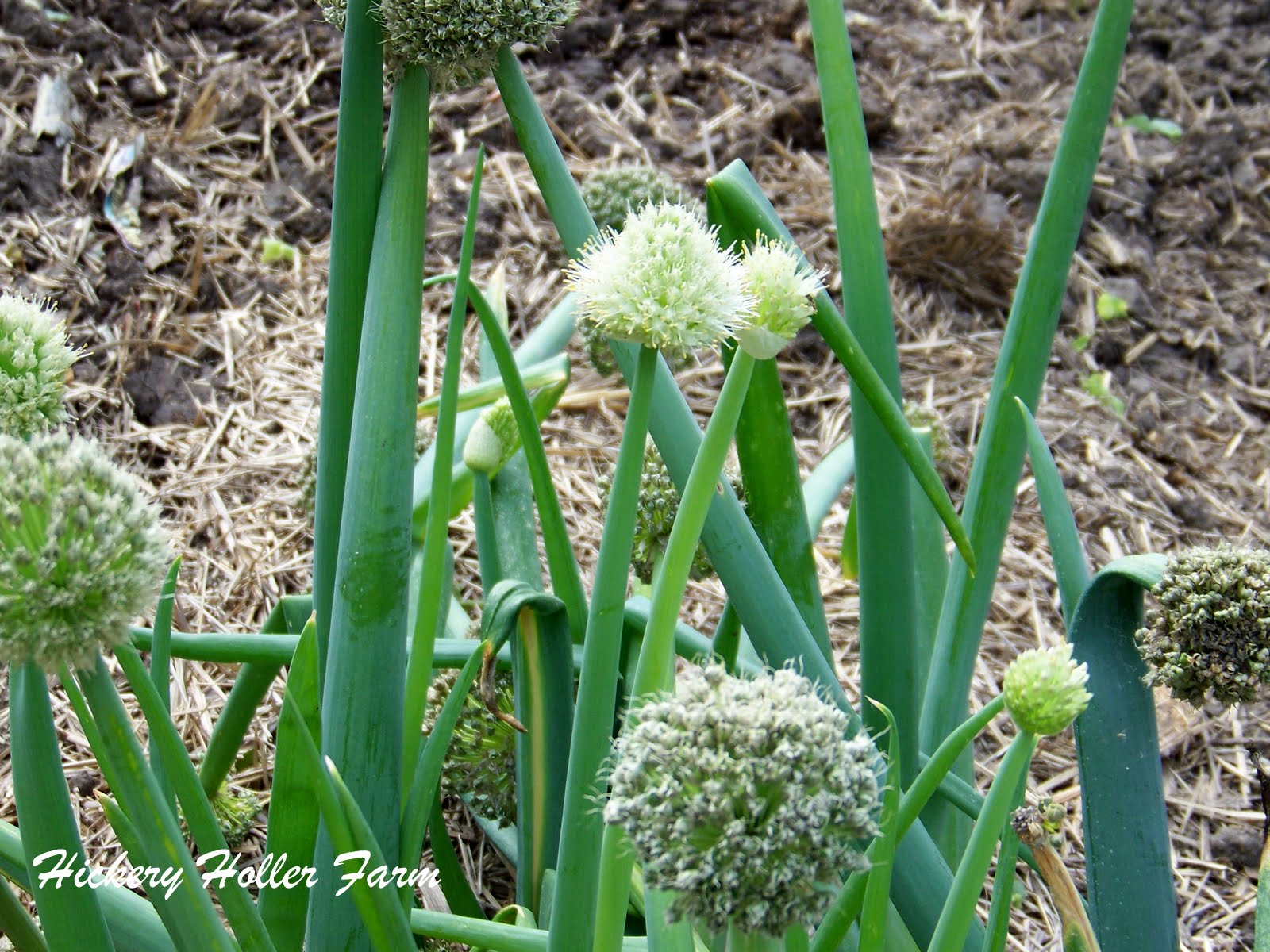 Hickery Holler Farm Green Onion Seeds