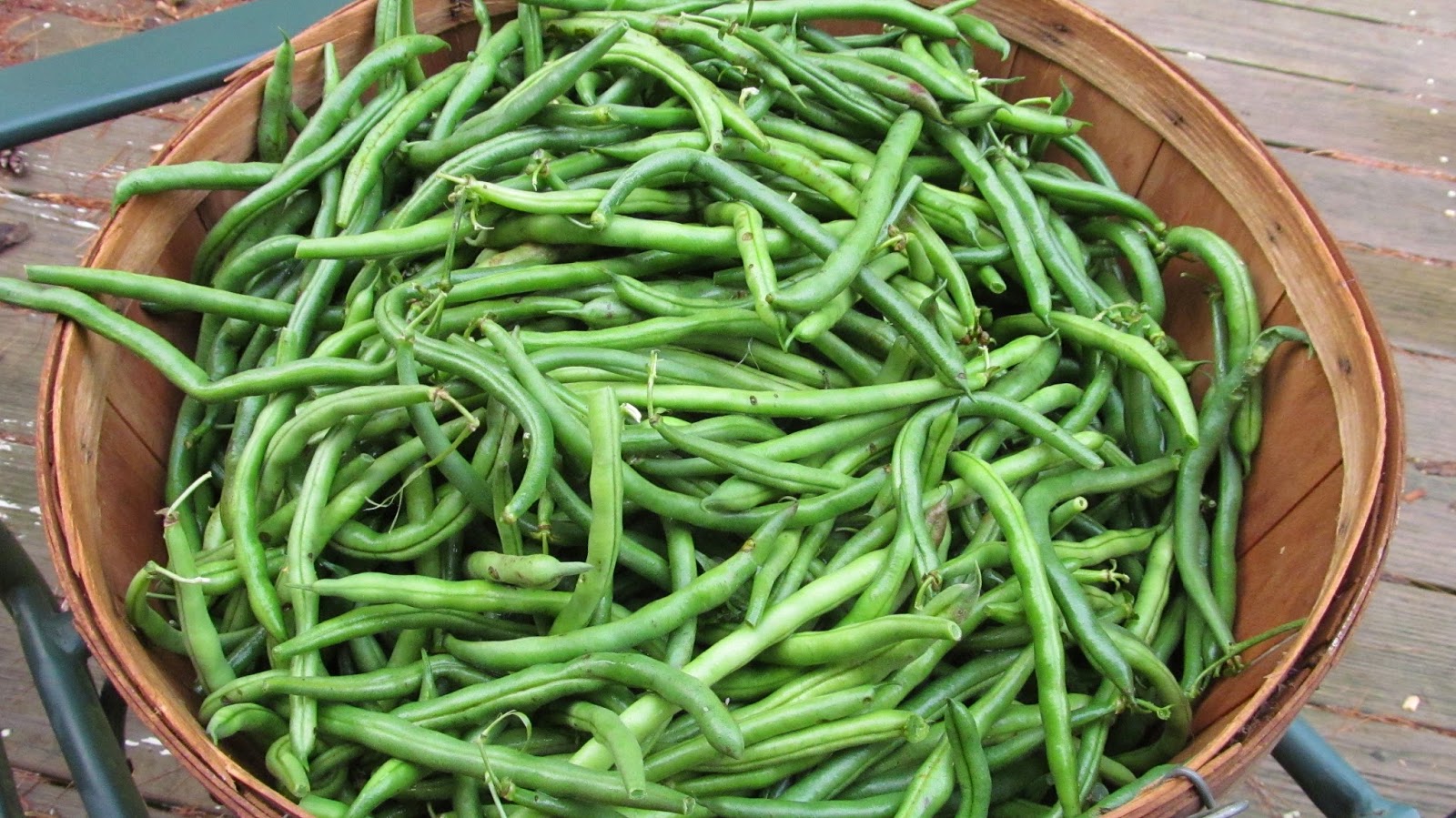 Ohiofarmgirl's Adventures In The Good Land It's green bean day!