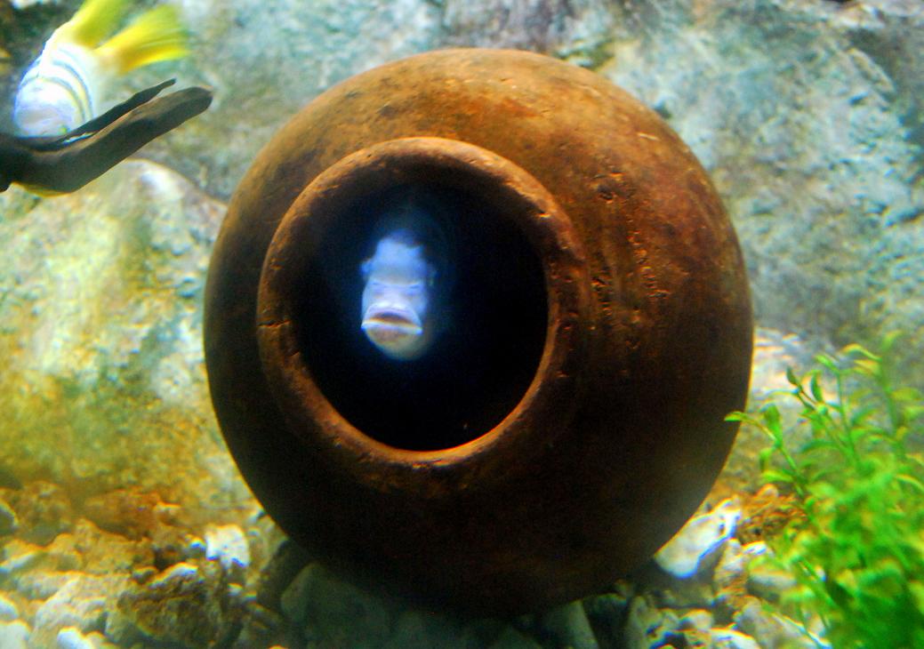 Fishes Fin Fish in a Jar