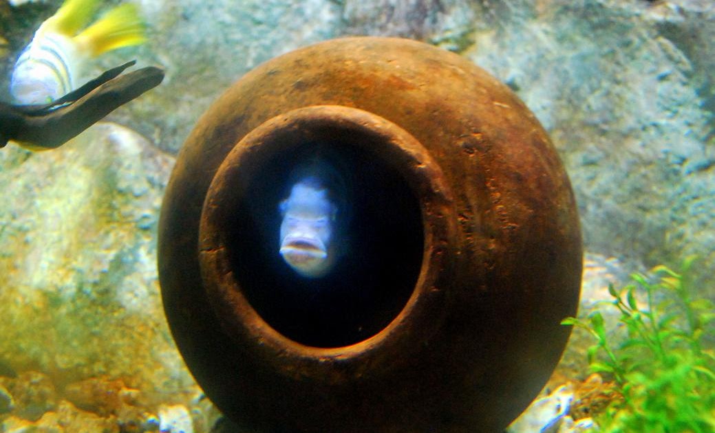 Fishes Fin Fish in a Jar