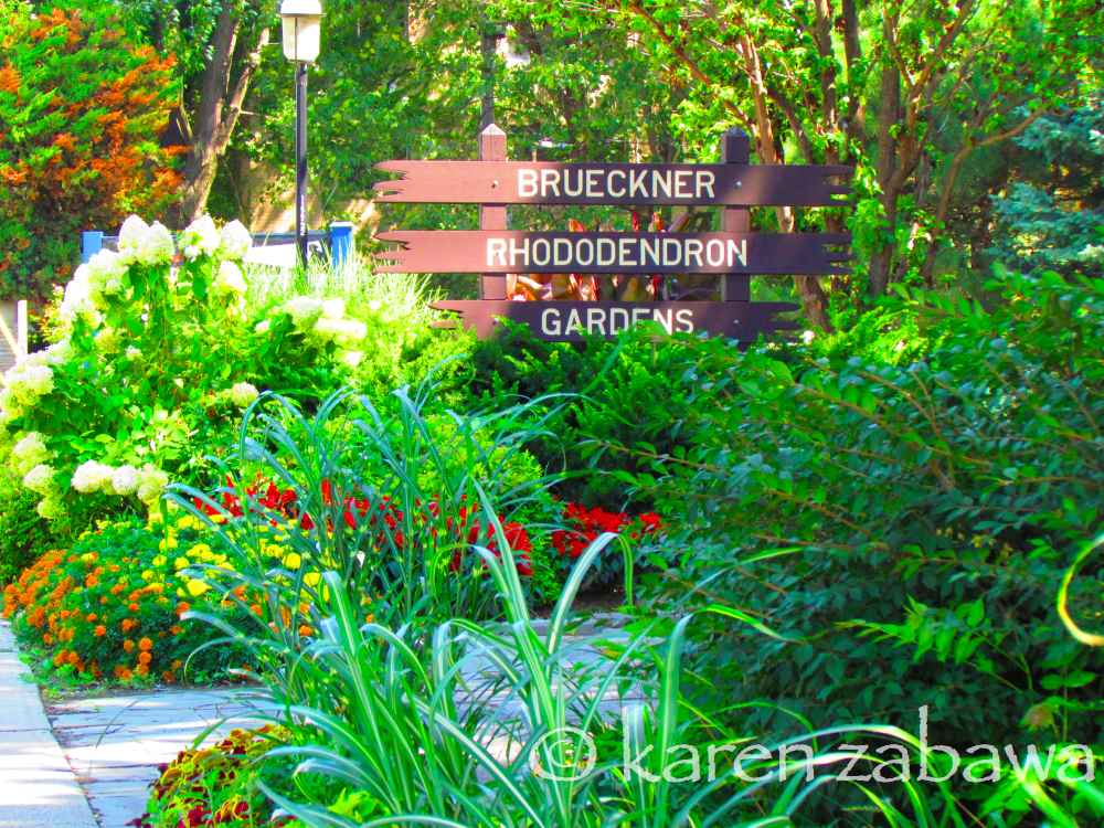 Brueckner Rhododendron Gardens BRG Annual Flowers in Full Bloom At Brueckner Mississauga
