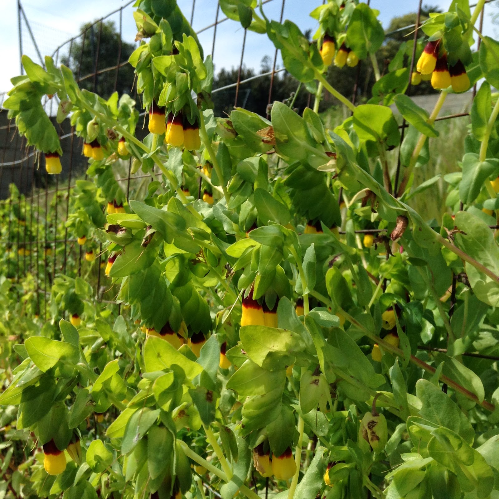 wild Cerinthe major in Sardinian Garden wild Cerinthe major in Sardinian Garden