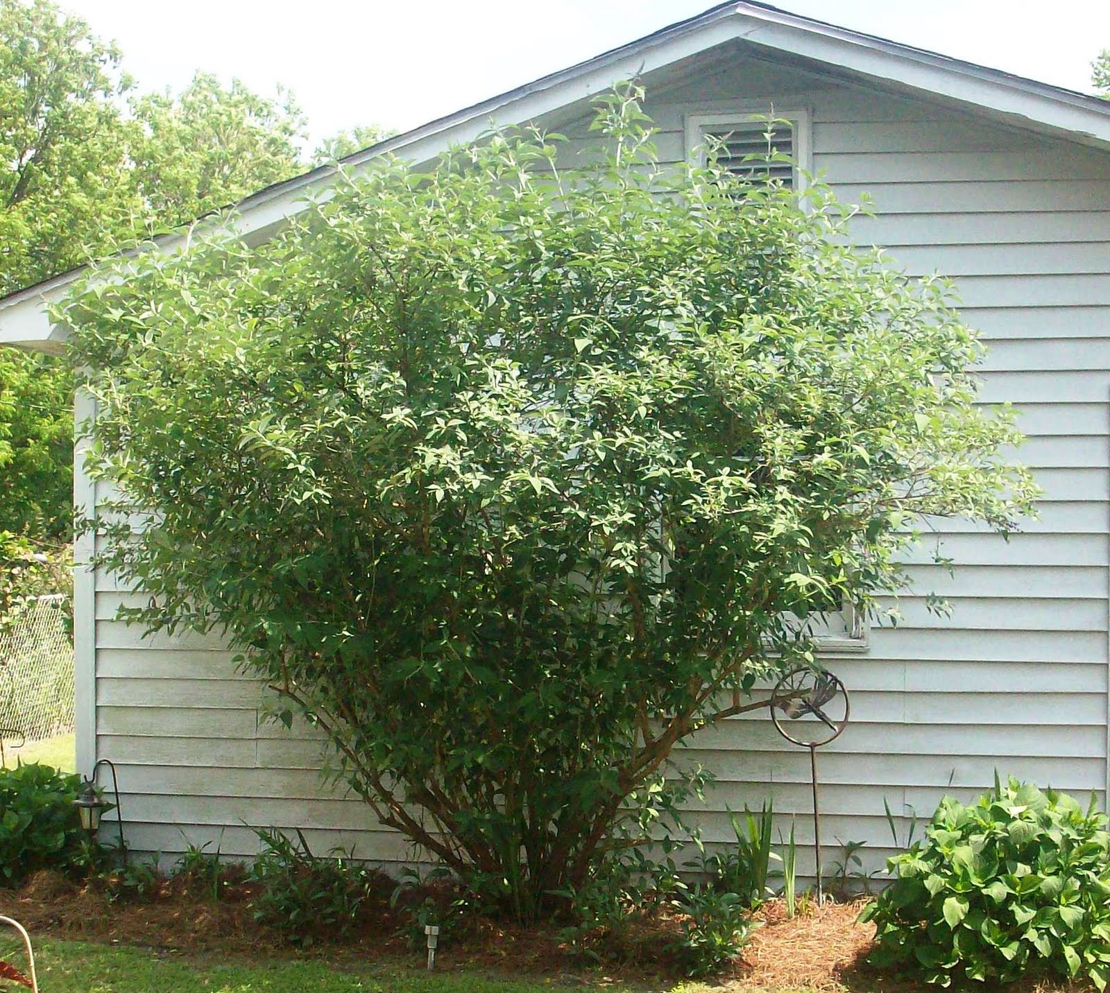 Dawn's Garden Butterfly bushes can get very large
