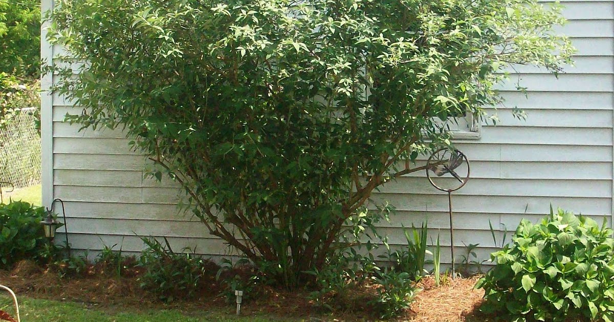 Dawn's Garden: Butterfly bushes can get very large
