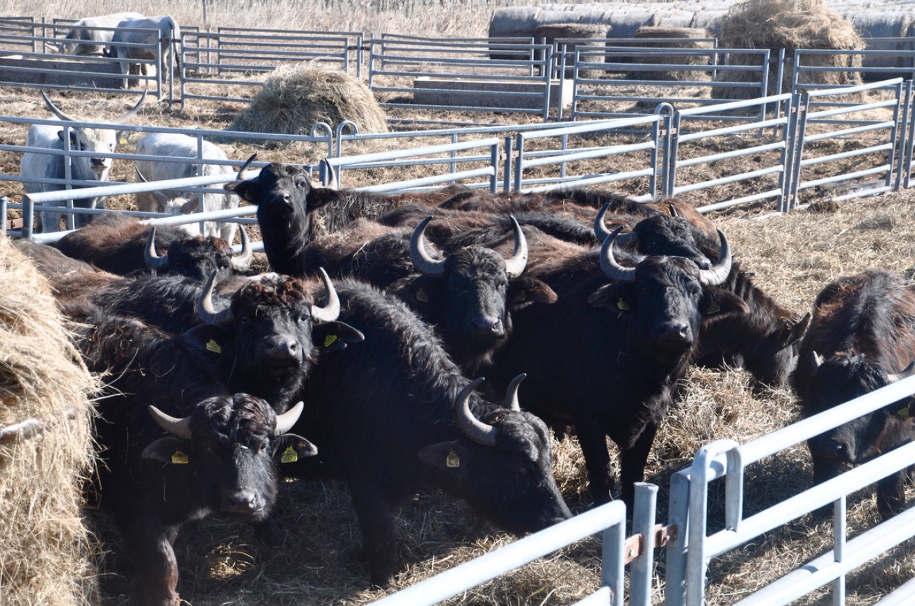 Vienna To Budapest By Railjet Train From 19 15 21