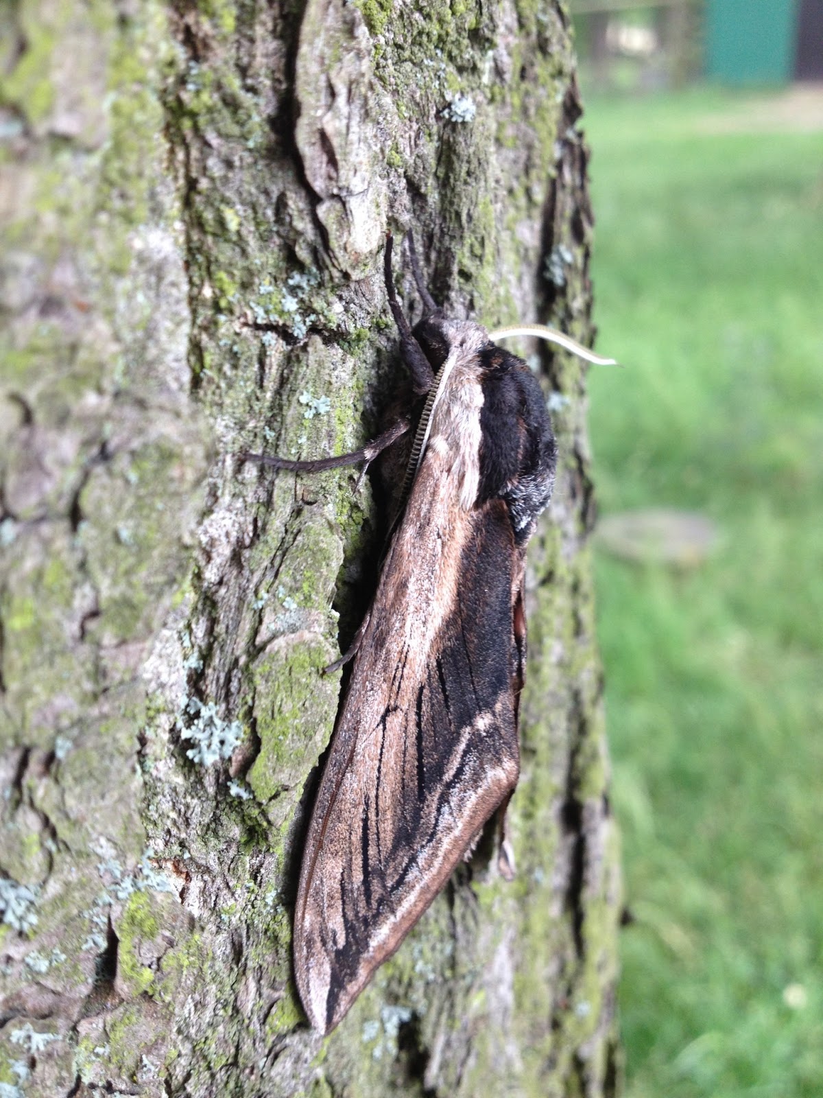 Wild Moth Mourning Glow Wild Moth Mourning Glow