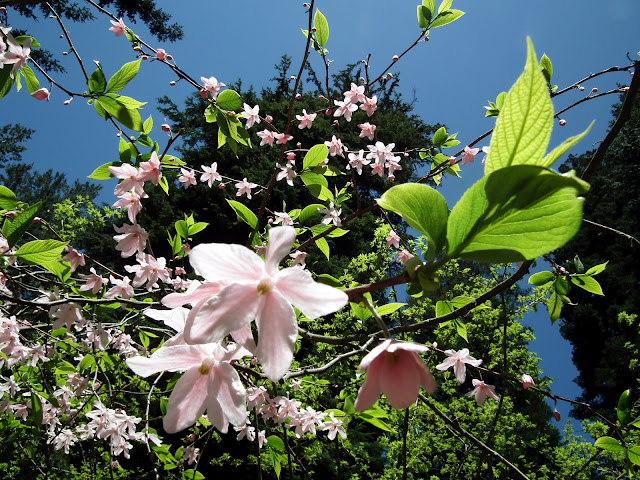 Melliodendron Xylocarpum in bloom - UBC Botanical Garden