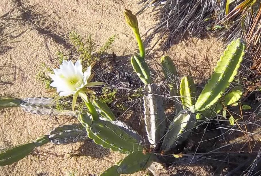 E o deserto florescerá!