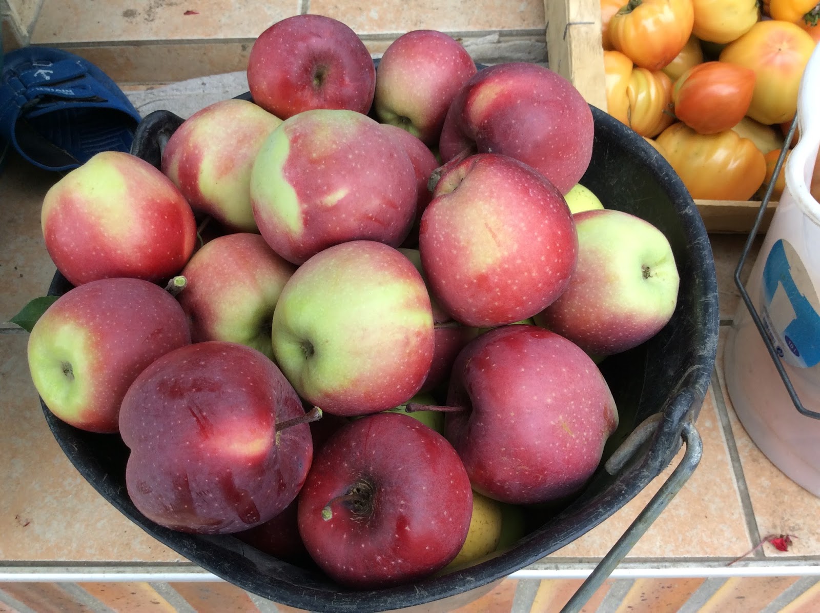 PASSION TOMATES cueillette des pommes cox orange