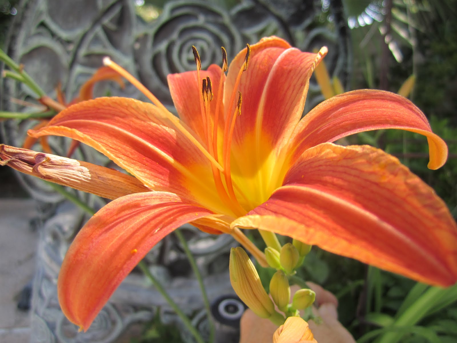 Daylilies {Garden} Wendys Hat