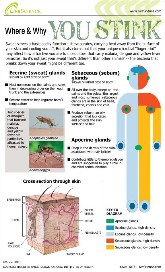 Full Spectrum Biology How microbes can help us fight the battle against Malaria