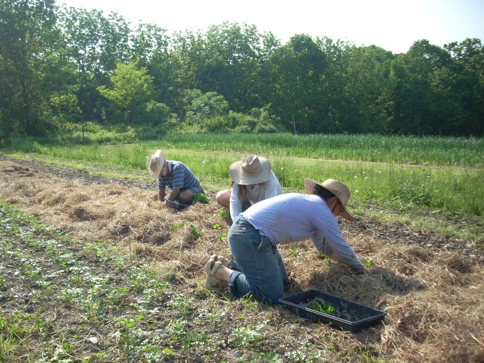 Mulch Hay