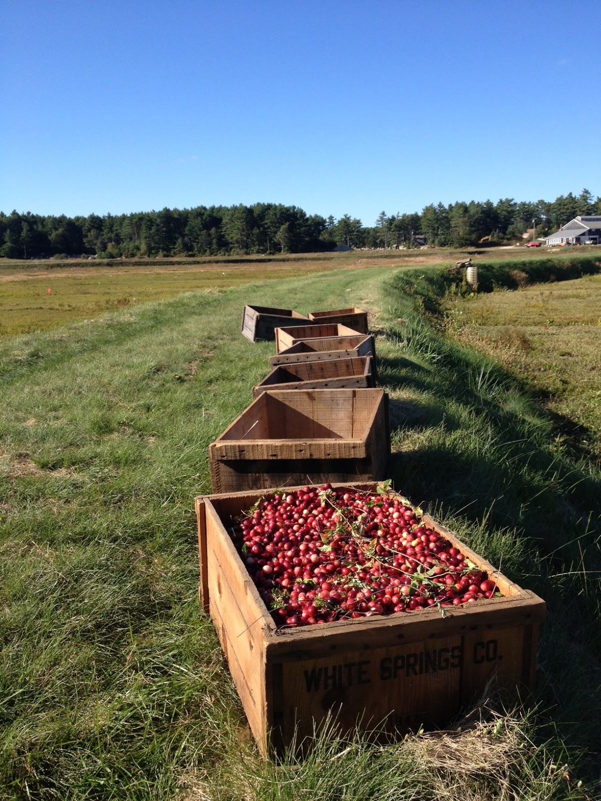 JEAN & KATE Cranberry harvest 2012, eastern Massachusetts