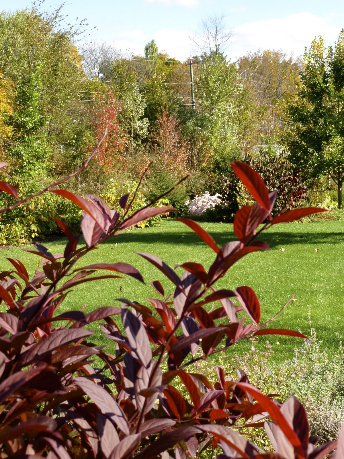 Itea Virginica Sprich Little Henry And Henry S Garnet