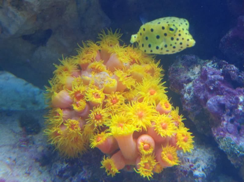El pez cubo Amazing+pictures+animals++Photos+Zoo+pics+nature+beautiful+rare+yellow+boxfish+Ostracion+cubicus+sea