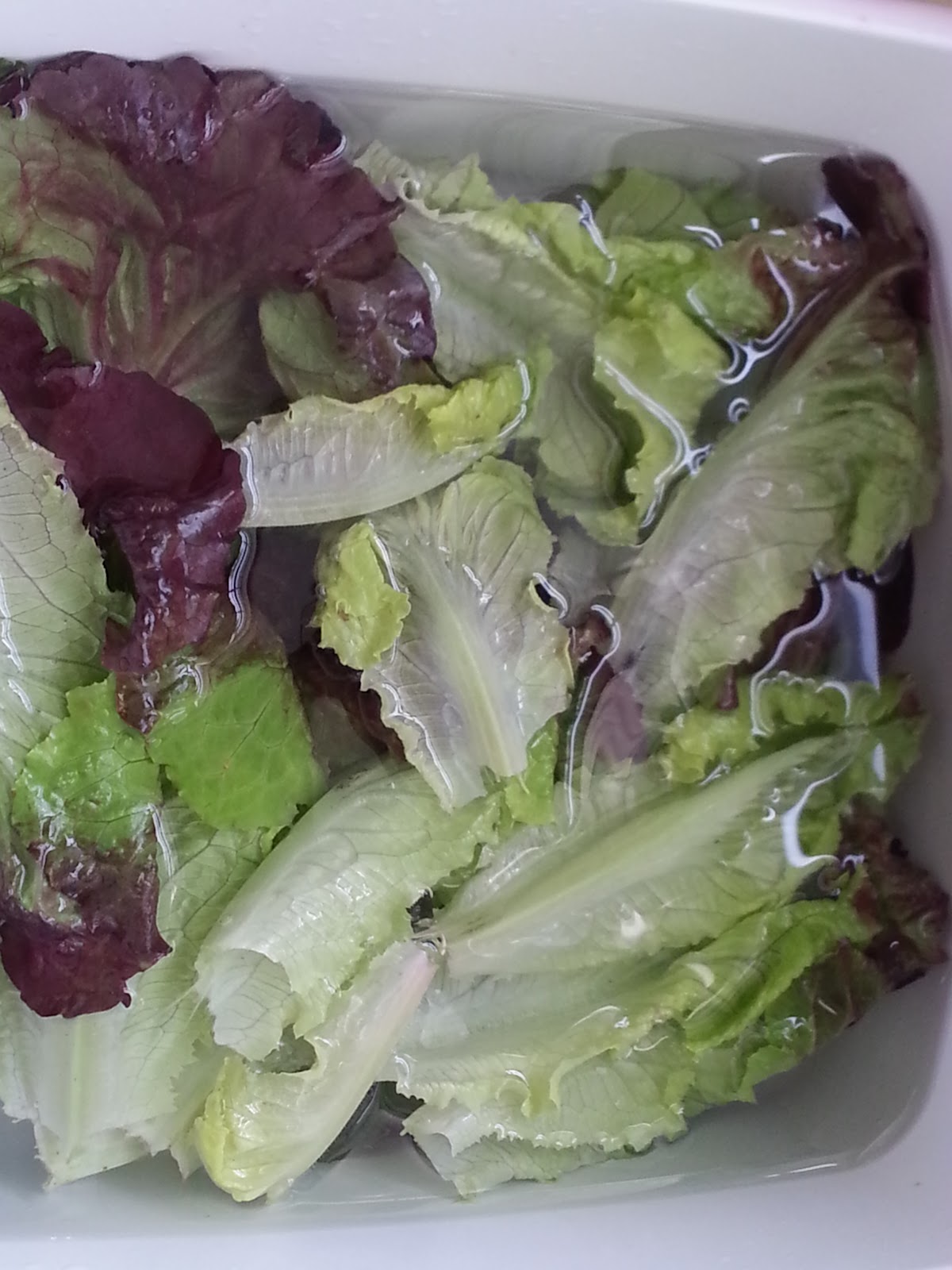 full tummies Lettuce Prep and Storage
