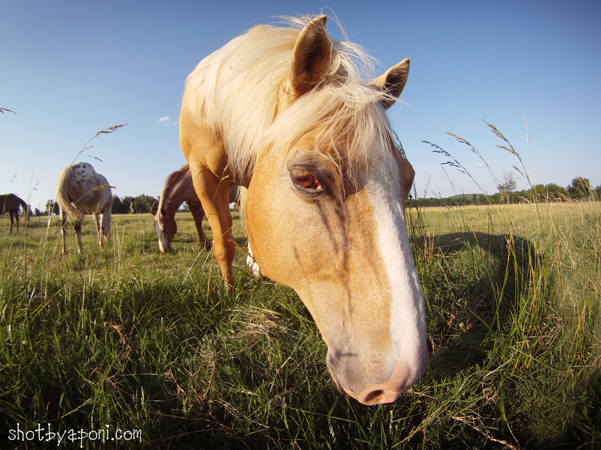American Competitive Trail Horse Association Ask the Vet Fescue Toxicity