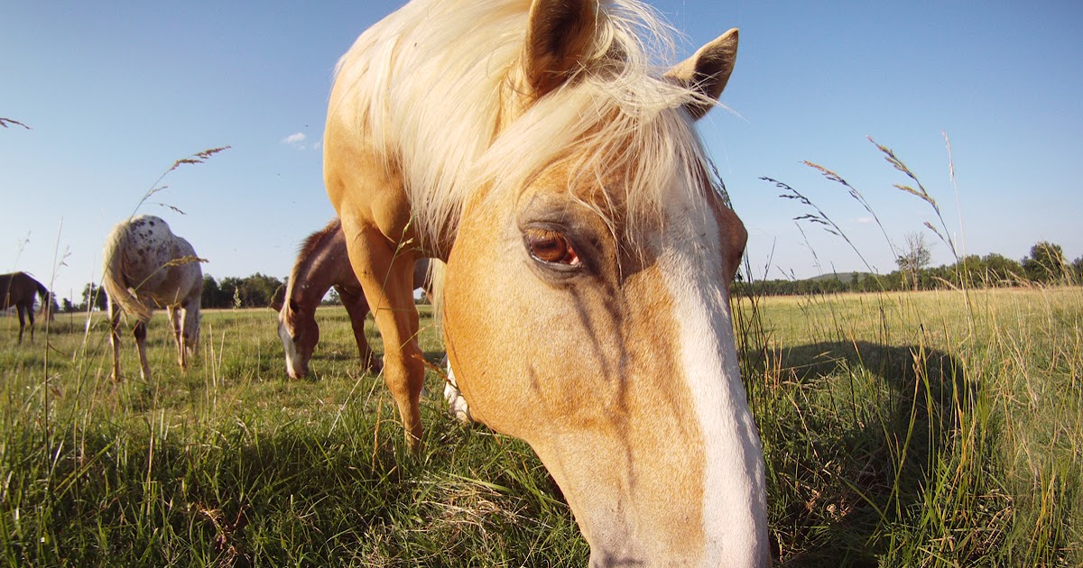 American Competitive Trail Horse Association Ask the Vet Fescue Toxicity