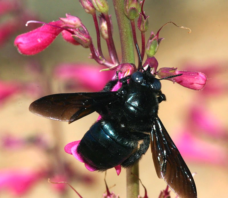 Marin Termite Control CARPENTER BEES AND HORNTAIL WASPS