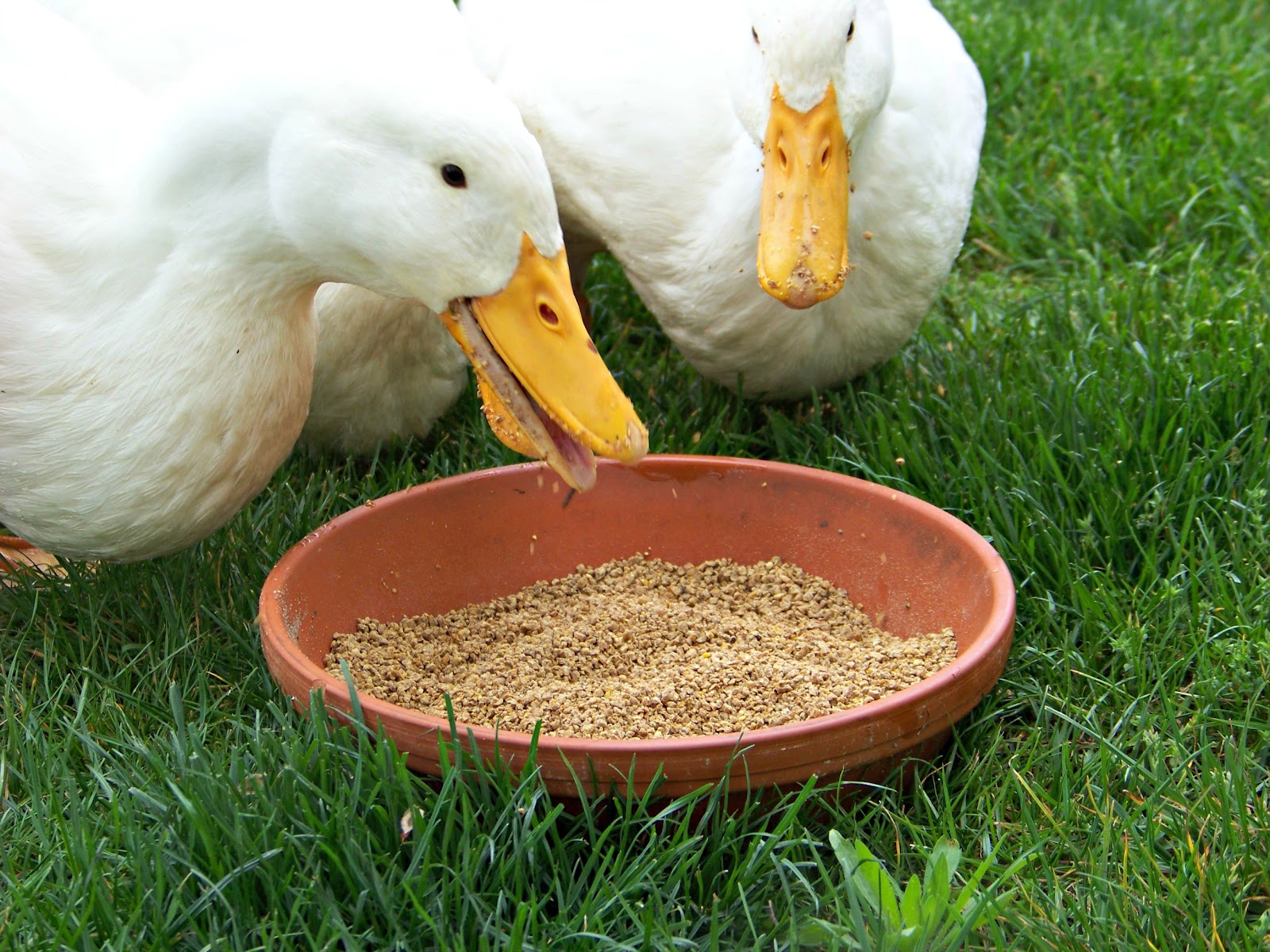 6 Easy Tips for Duck Brooding Success Community Chickens
