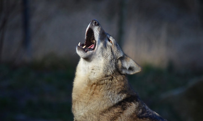 What sound does a wolf make?