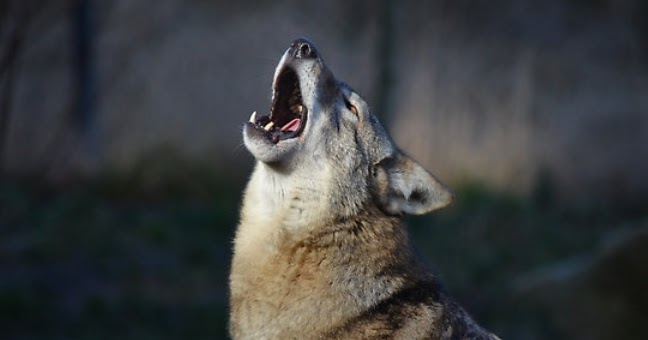 what does it when a howls white wolf wolf howl what sound does a wolf really make what does it when a howls white wolf wolf howl what sound does a wolf really make