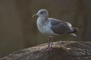 Gaviota de thayer, Gaviota esquimal, Larus thayeri, Thayer's gull 