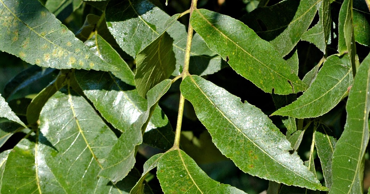 Northern Pecans Blackmargined aphids coat pecan leaves with honeydew