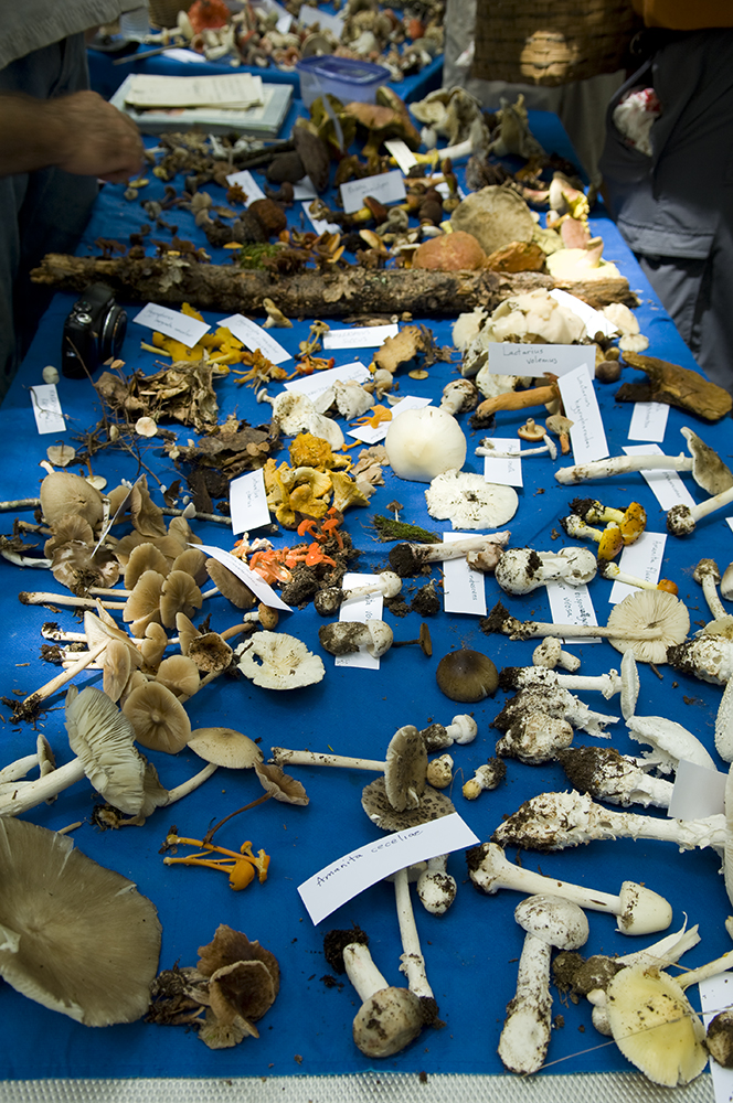 The 3 Foragers Foraging for Wild, Natural, Organic Food Wild Mushroom