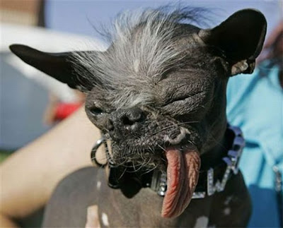 World ugliest dogs pictures